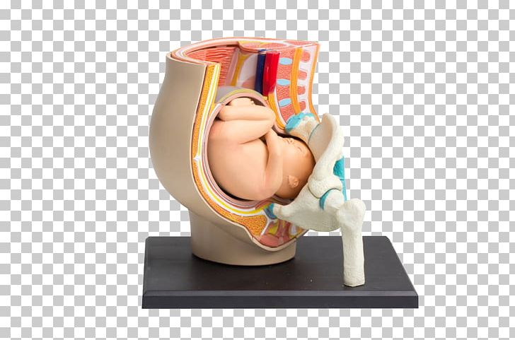 Infant Fetus Uterus Childbirth Ultrasonography PNG, Clipart, Arm, Baby, Born, Celebrities, Exhibition Free PNG Download