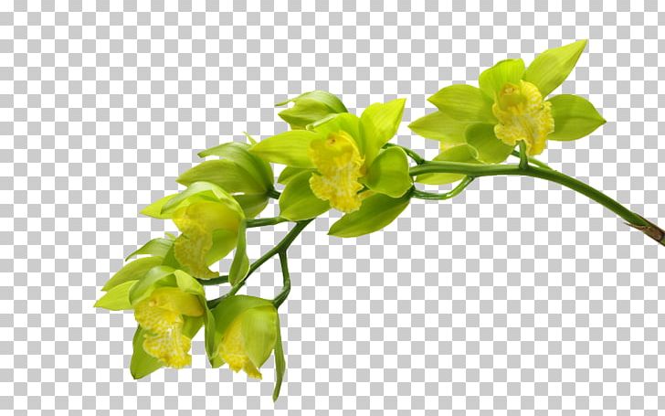 Moth Orchids Green Flower PNG, Clipart, Boat Orchid, Branch, Bud, Color, Desktop Wallpaper Free PNG Download
