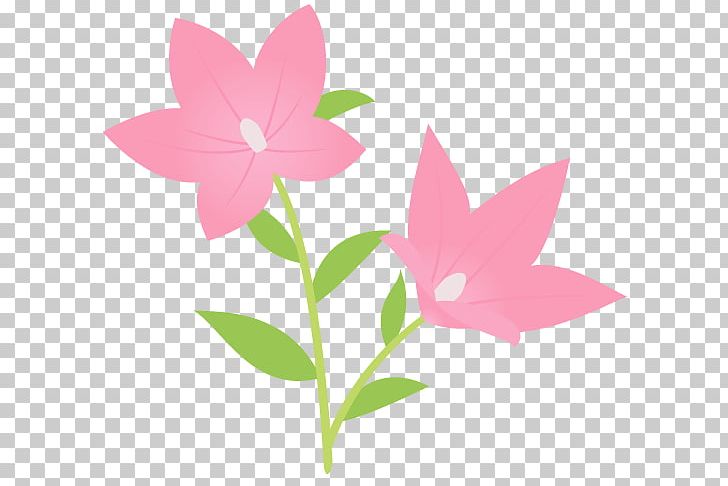 Platycodon Grandiflorus Flower Illustration Autumn Petal PNG, Clipart, Autumn, Bellflower Family, Cherry Blossom, Chrysanthemum, Flora Free PNG Download