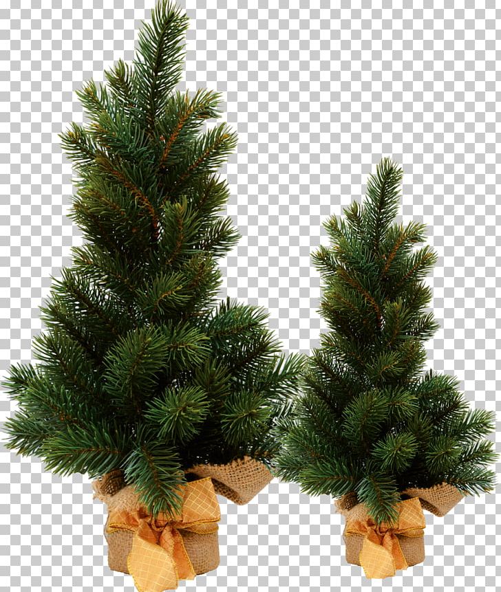 Spruce Christmas Ornament Christmas Tree Pine PNG, Clipart, Christmas, Christmas Decoration, Christmas Ornament, Christmas Tree, Conifer Free PNG Download