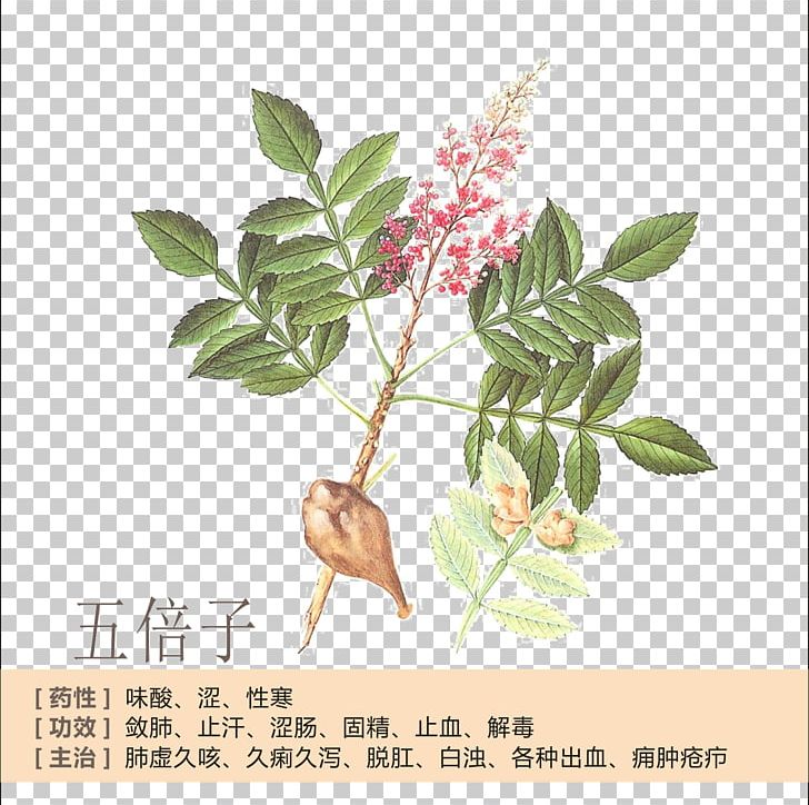 Tea China Rhus Chinensis Gallic Acid PNG, Clipart, Anacardiaceae, Branch, Car Profile, China, Chinese Free PNG Download