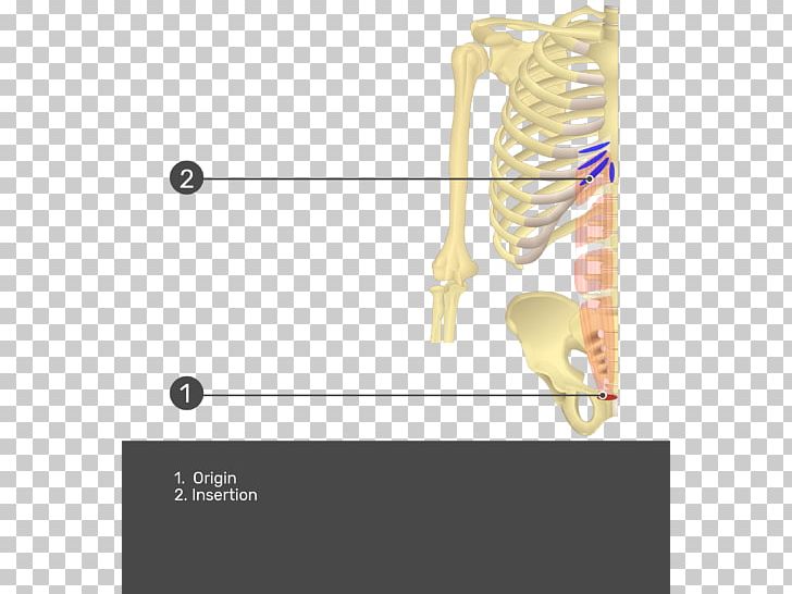 Transverse Abdominal Muscle Rectus Abdominis Muscle Origin And Insertion Abdominal Internal Oblique Muscle PNG, Clipart, Abdominal External Oblique Muscle, Abdominal Internal Oblique Muscle, Anatomy, Angle, Human Anatomy Free PNG Download