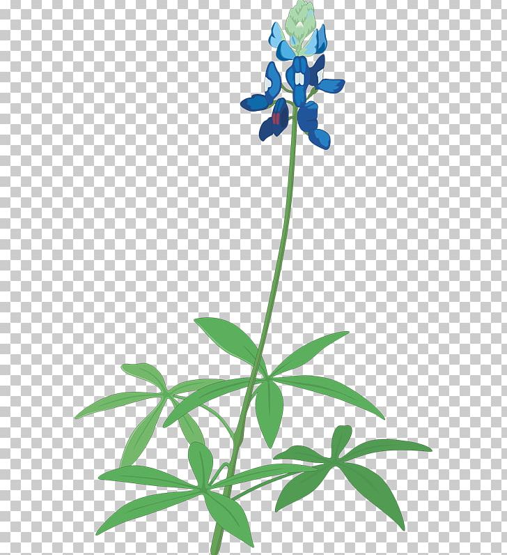 Floral Design Texas Bluebonnet Texas Bluebonnet PNG, Clipart, Artwork, Bluebonnet, Bluebonnets, Flora, Floral Design Free PNG Download