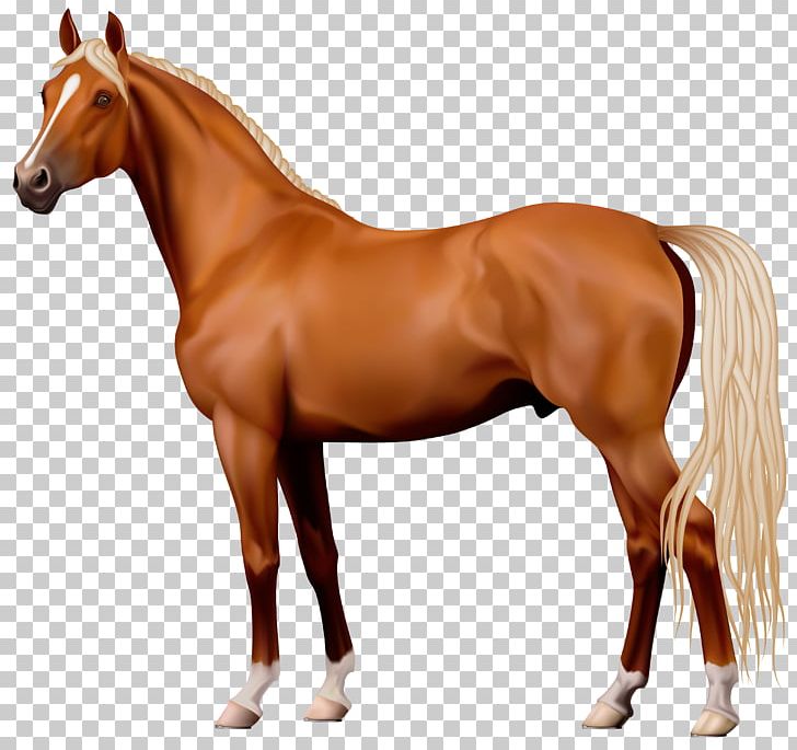 Horse Stallion PNG, Clipart, Animal Figure, Animals, Bit, Bridle, Canter And Gallop Free PNG Download