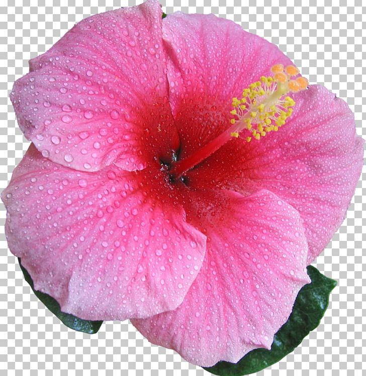 Shoeblackplant Hibiscus Moscheutos Flower Hibiscus Mutabilis Mallows PNG, Clipart, Annual Plant, Azalea, Blossom, Bract, China Rose Free PNG Download
