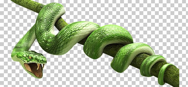 Snake PNG, Clipart, Snake Free PNG Download