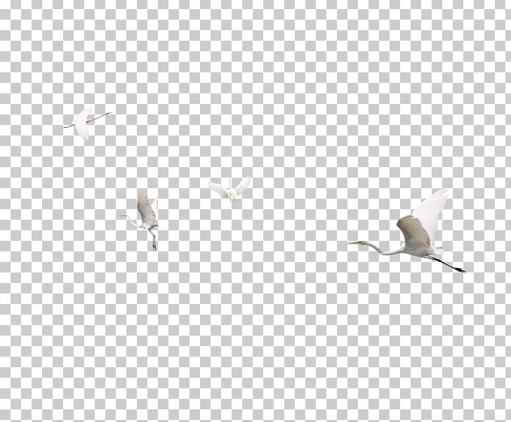 Tile Beak Angle Pattern PNG, Clipart, Angle, Animal, Beak, Bird, Birds Free PNG Download