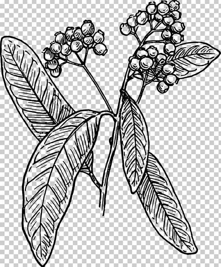 Allspice Line Art PNG, Clipart, Allspice, Branch, Brush Footed Butterfly, Cayenne Pepper, Cinnamon Free PNG Download