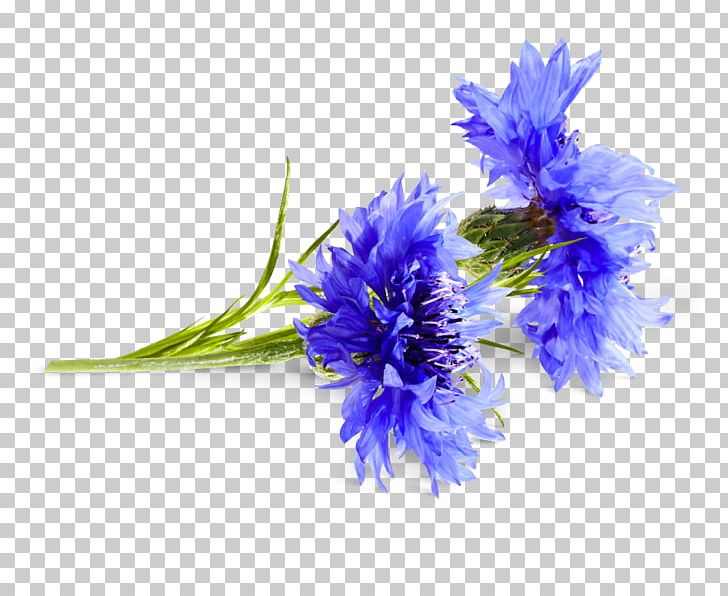 Cornflower Cyanus Medicinal Plants PNG, Clipart, Aster, Bad, Blue, Blume, Cobalt Blue Free PNG Download
