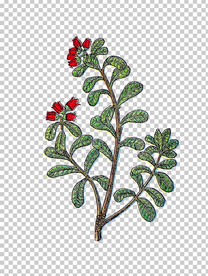 Herb PNG, Clipart, Aquifoliaceae, Blog, Botanical Illustration, Branch, Chamomile Free PNG Download