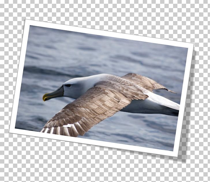 Newfoundland And Labrador Sooty Shearwater Stock Photography Puffinus PNG, Clipart, Canada, Data, Data Science, Fauna, Feather Free PNG Download
