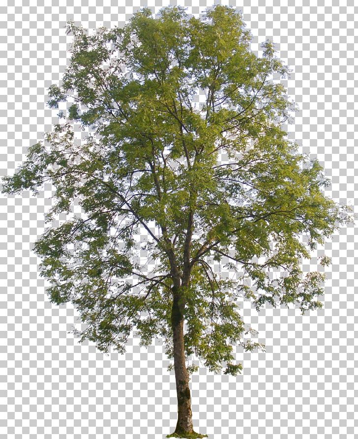 Populus Nigra American Sycamore Tree Populus Sect. Aigeiros PNG, Clipart, American Sycamore, Arecaceae, Birch, Branch, Christmas Tree Free PNG Download