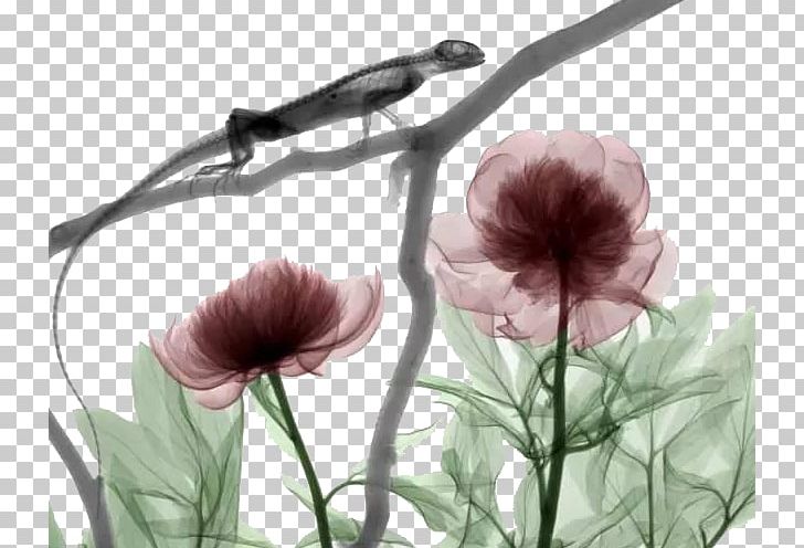 X-ray Light Medical Imaging Ionizing Radiation PNG, Clipart, Animals, Branch, Chameleon, Flora, Flower Free PNG Download