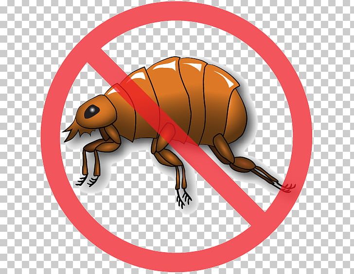 Insect Bee The Flea Pest PNG, Clipart, Animal, Arthropod, Bee, Bird Control, Fauna Free PNG Download