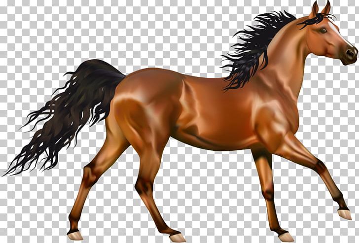 Mustang Pony Desktop PNG, Clipart, Arabian, Arabian Horse, Bit, Black, Bridle Free PNG Download