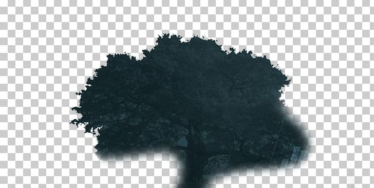 Tree Sky Plc PNG, Clipart, Grass, Nature, Plant, Sky, Sky Plc Free PNG Download