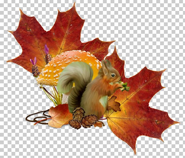 Tree Squirrel Autumn Hare Holiday PNG, Clipart, 2016, Animal, Animals, Autumn, Daytime Free PNG Download