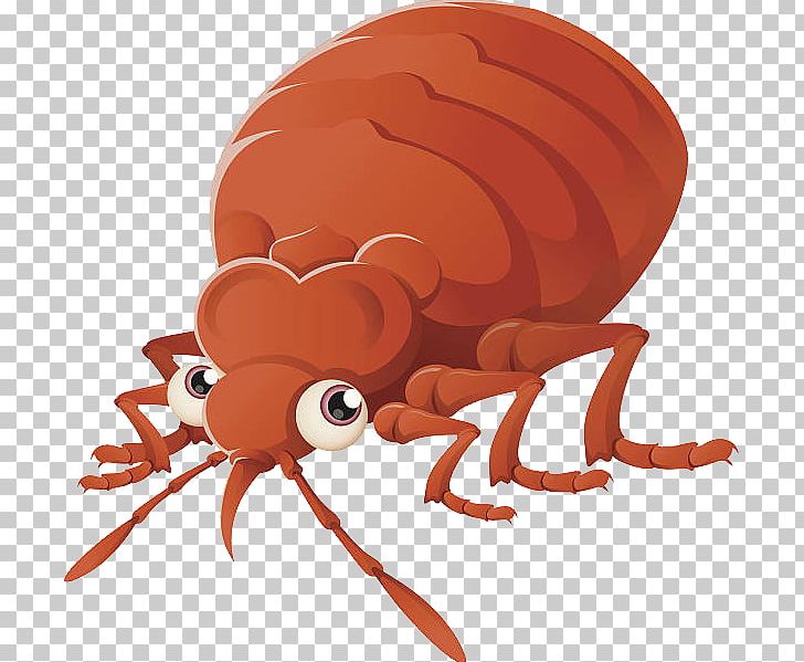 Bed Bug PNG, Clipart, Bed Bug Free PNG Download
