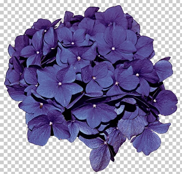 French Hydrangea Cut Flowers Plant PNG, Clipart, Blue, Cornales, Cut Flowers, Flower, Flowering Plant Free PNG Download