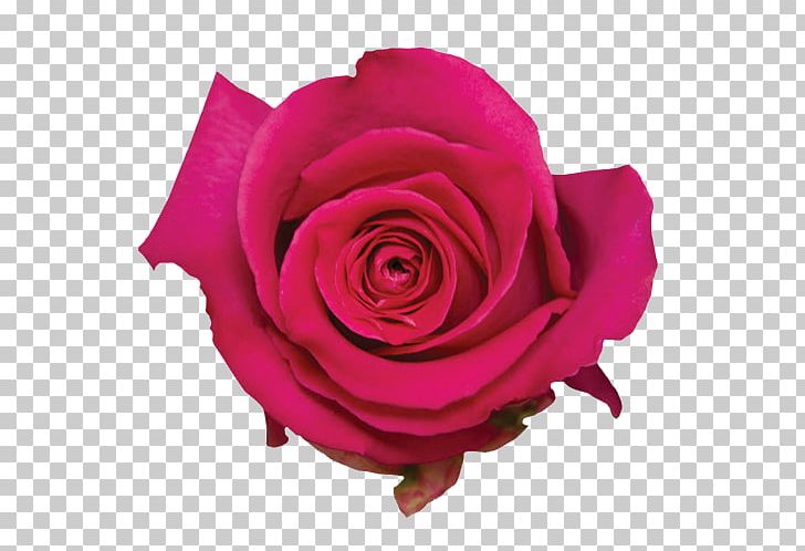 Garden Roses Cabbage Rose Floribunda Rose Water Pink PNG, Clipart, Akashic Records, Amaranthus, Cabbage Rose, Cut Flowers, Essential Oil Free PNG Download