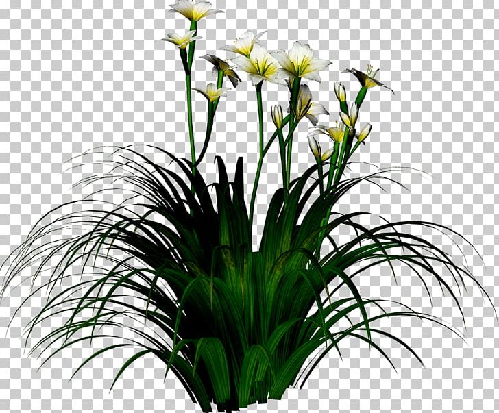 Narcissus Tazetta Flower PNG, Clipart, Aquarium Decor, Cut Flowers, Daffodil, Download, Flora Free PNG Download