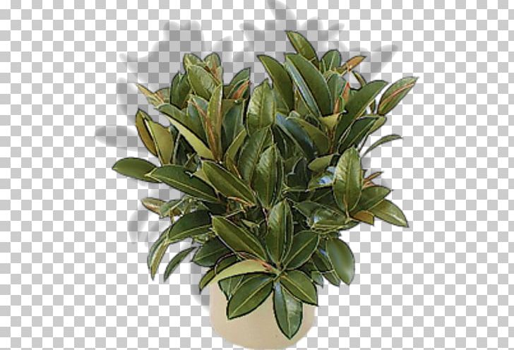 Rubber Fig Weeping Fig Houseplant Bonsai PNG, Clipart, Bonsai, Cicek, Cicekler, Cicek Resimleri, Common Fig Free PNG Download