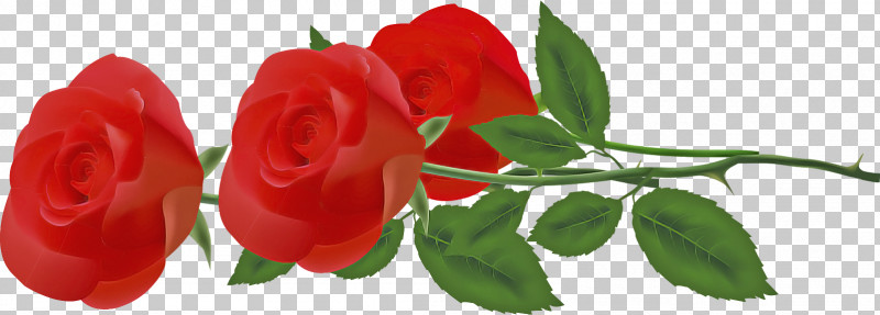 Three Flowers Three Roses Valentines Day PNG, Clipart, Branch, Bud, China Rose, Floribunda, Flower Free PNG Download