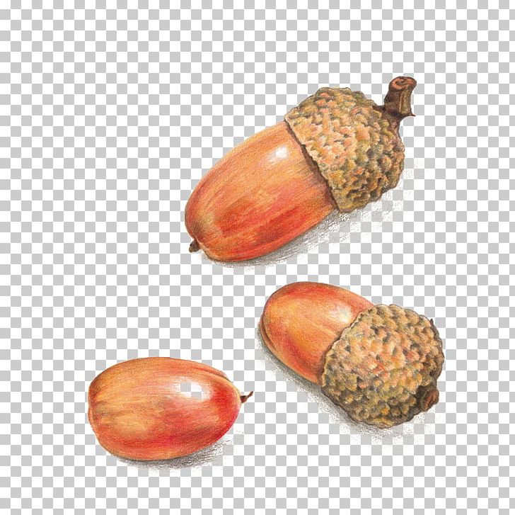 Acorn PNG, Clipart, Acorn And Flowers, Acorn Border, Acorn Forest, Acorns, Acorns In Hand Free Photo Free PNG Download