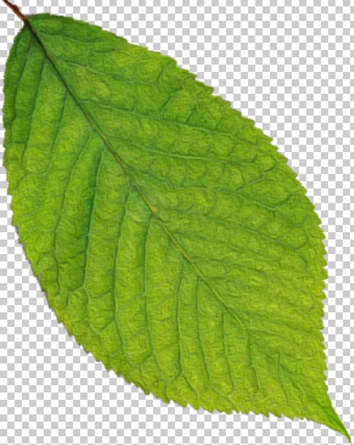 Leaf Farmacopea Ufficiale Plant Pathology Mother Nature PNG, Clipart, Dyeing, E 1, Elm Family, Leaf, Madre Free PNG Download