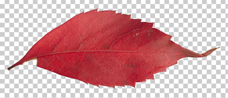 Leaf Petal PNG, Clipart, Leaf, Leaf Texture, Petal, Plant, Red Free PNG Download