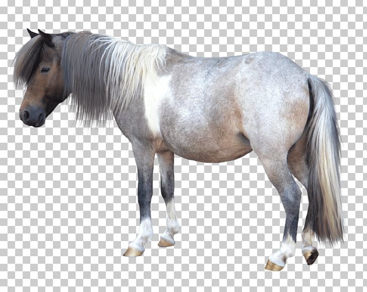 Shetland Pony American Miniature Horse PNG, Clipart, American Miniature Horse, Desktop Wallpaper, Encapsulated Postscript, Horse, Horse Like Mammal Free PNG Download