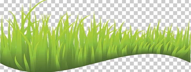 Lawn PNG, Clipart, Animals, Chrysopogon Zizanioides, Commodity, Drawing, Grass Free PNG Download