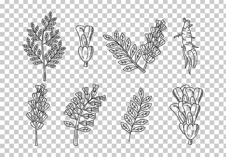 Medicinal Plants Graphics Liquorice Glycyrrhiza Uralensis PNG, Clipart, Aromatherapy, Aromatic, Black And White, Body Jewelry, Branch Free PNG Download