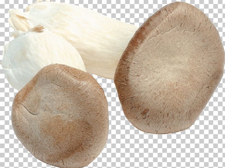 Pleurotus Eryngii Oyster Mushroom Fungus PNG, Clipart, Agaricomycetes, Computer Icons, Edible Mushroom, Fungus, Himmel Free PNG Download