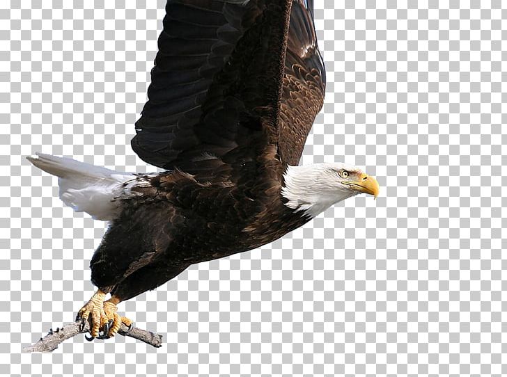 Bald Eagle Hawk PNG, Clipart, Accipitriformes, Animal, Animals, Bald Eagle, Beak Free PNG Download