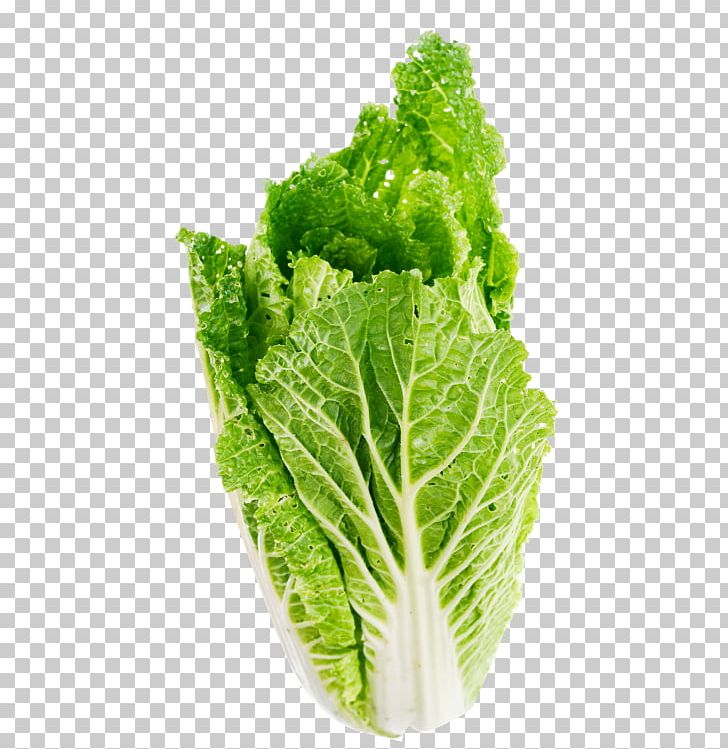 Celtuce Butterhead Lettuce Leaf Vegetable PNG, Clipart, Butterhead Lettuce, Cabbage, Chard, Chinese, Food Free PNG Download