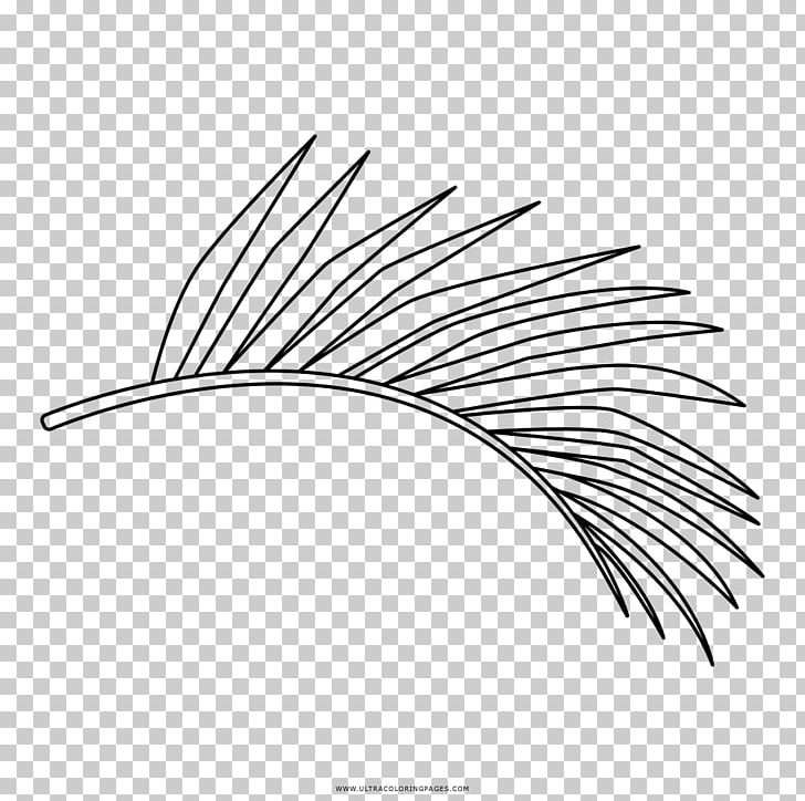 Drawing Line Art Black And White Leaf Coloring Book PNG, Clipart, Arecaceae, Black And White, Branch, Circle, Coconut Free PNG Download