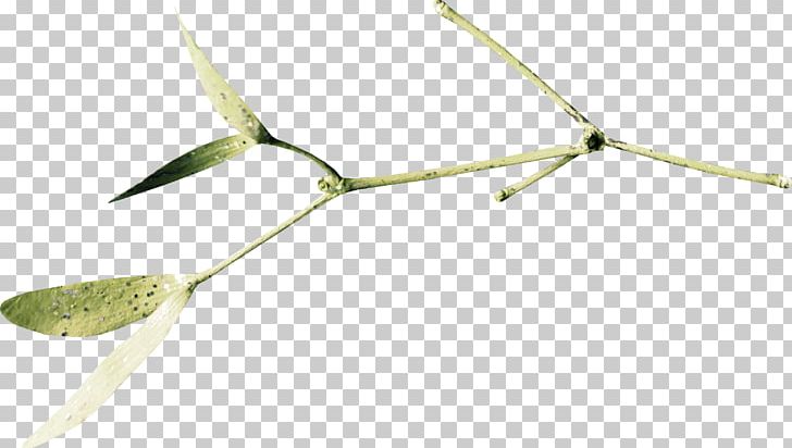 Twig Material Energy PNG, Clipart, Background Green, Branch, Branches, Branches And Leaves, Energy Free PNG Download
