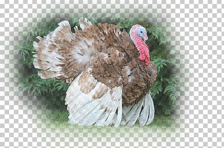 Dindon Rouge Des Ardennes Landfowl Domesticated Turkey Pin PNG, Clipart, Beak, Bird, Domesticated Turkey, Domestication, Feather Free PNG Download