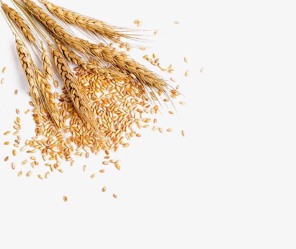 Golden Wheat PNG, Clipart, Cereal, Cereal Element, Element, Food, Golden Free PNG Download