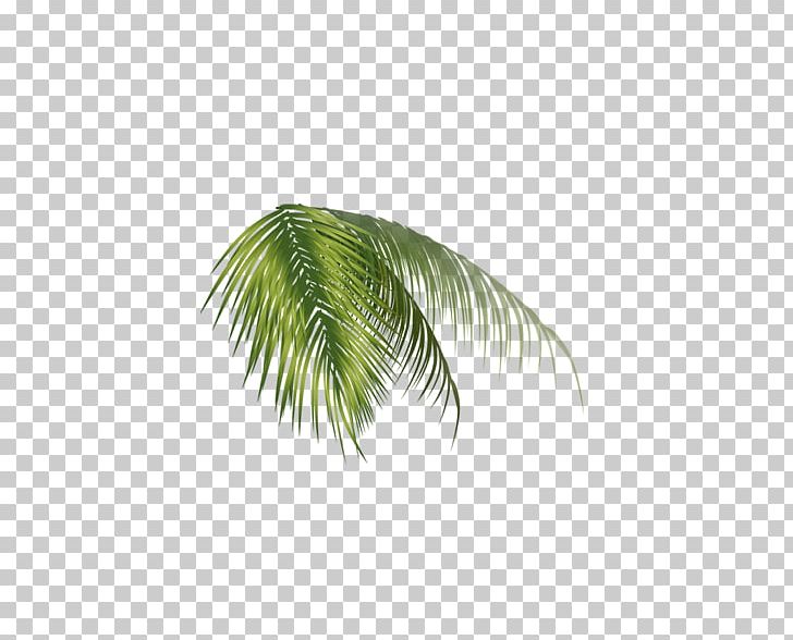 Leaf Nata De Coco Coconut Milk PNG, Clipart, Arecaceae, Background Green, Coconut, Coconut Leaf, Coconut Vector Free PNG Download