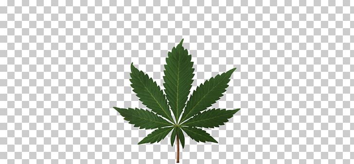 Medical Cannabis Legalization Cannabis Smoking Legality Of Cannabis PNG, Clipart, 420 Day, Cannabis, Cannabis Sativa, Cannabis Shop, Cannabis Smoking Free PNG Download