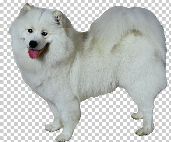 Samoyed Dog Dalmatian Dog Neapolitan Mastiff Akita Bernese Mountain Dog PNG, Clipart, Akita, Animal, Animals, Carnivoran, Companion Dog Free PNG Download