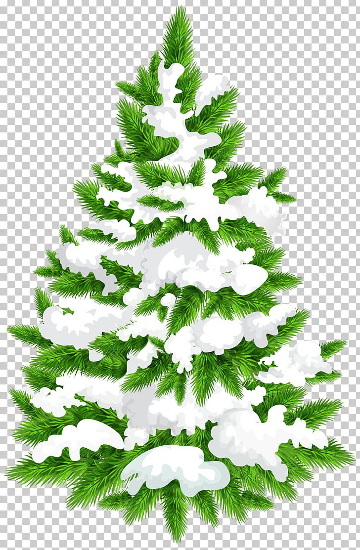Spruce Fir Tree PNG, Clipart, Branch, Christmas Decoration, Christmas Ornament, Christmas Tree, Conifer Free PNG Download