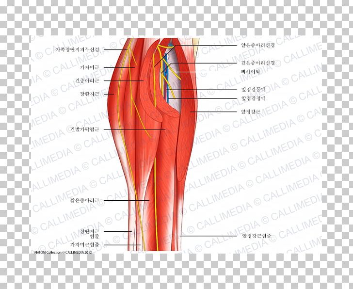 Muscle Nerve Blood Vessel Human Body Anatomy PNG, Clipart, Abdomen, Anatomy, Angle, Arm, Blood Vessel Free PNG Download
