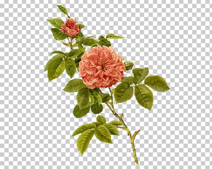 Violeta PNG, Clipart, Branch, China Rose, Cut Flowers, Deviantart, Floribunda Free PNG Download