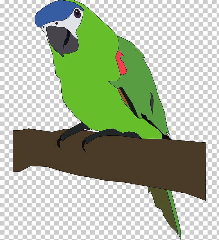 Amazon Parrot Bird PNG, Clipart, Amazon Parrot, Beak, Bird, Blueandyellow Macaw, Cartoon Free PNG Download