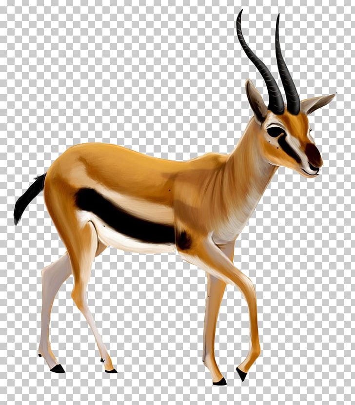 Bible Antelope Dorcas Gazelle An American Dictionary Of The English Language Acts Of The Apostles PNG, Clipart, Acts Of The Apostles, Animal, Animals, Antelope, Bible Free PNG Download