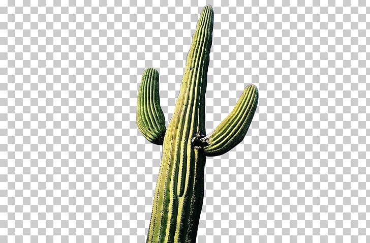 Cactaceae Succulent Plant Schlumbergera Truncata PNG, Clipart, Cactus, Cactus Watercolor, Caryophyllales, Desert Plants, Drought Free PNG Download
