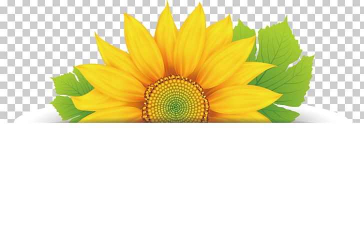Flower Floral Design PNG, Clipart, Art, Daisy Family, Encapsulated Postscript, Flowering Plant, Flowers Free PNG Download